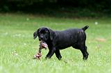 CANE CORSO 1179